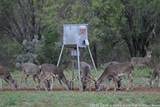 All Seasons Feeders ASF Broadcast Deer Feeder Corn Feeder 300