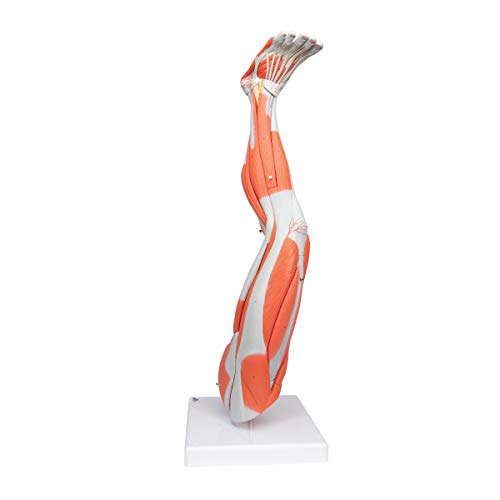 3B Scientific Muscular Leg Model 9-Part 3B Smart Anatomy