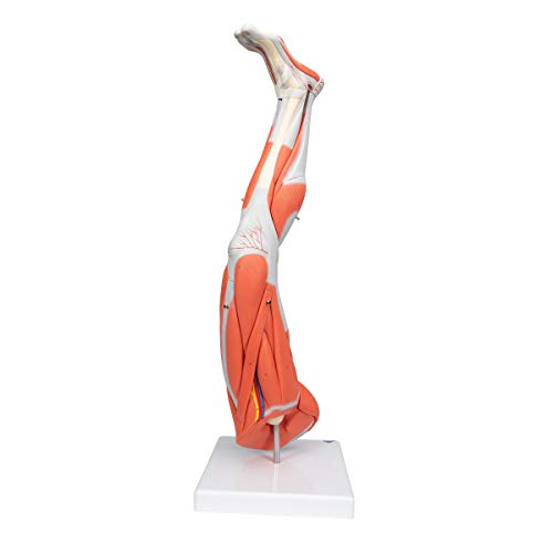 3B Scientific Muscular Leg Model 9-Part 3B Smart Anatomy