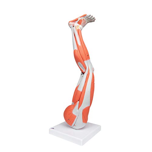 3B Scientific Muscular Leg Model 9-Part 3B Smart Anatomy