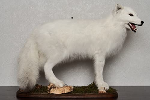 Generic Arctic Fox Taxidermy Mount Lifelike White Fox Decor