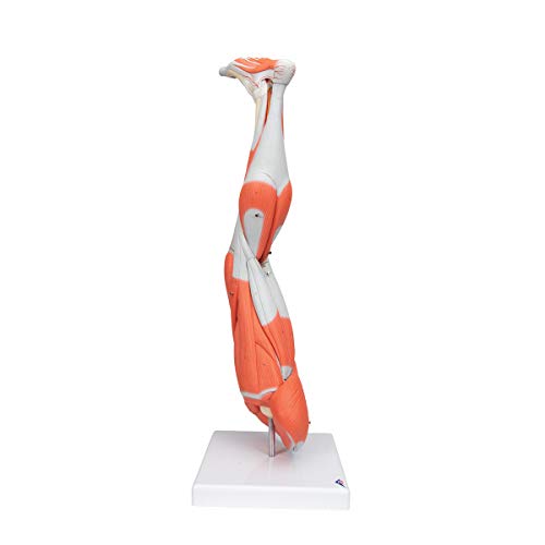 3B Scientific Muscular Leg Model 9-Part 3B Smart Anatomy