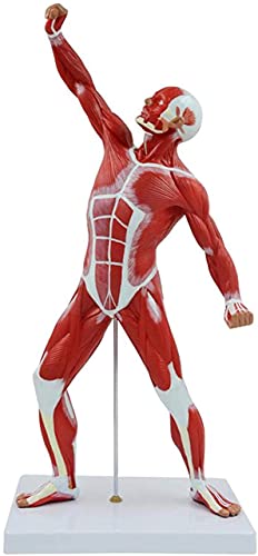 DACUDA 20" Human Muscle Anatomy Model