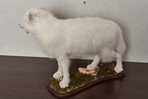 Generic Arctic Fox Taxidermy Mount Lifelike White Fox Decor