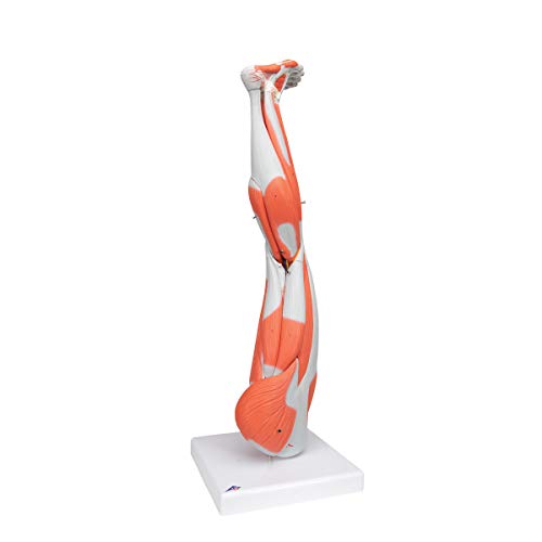 3B Scientific Muscular Leg Model 9-Part 3B Smart Anatomy