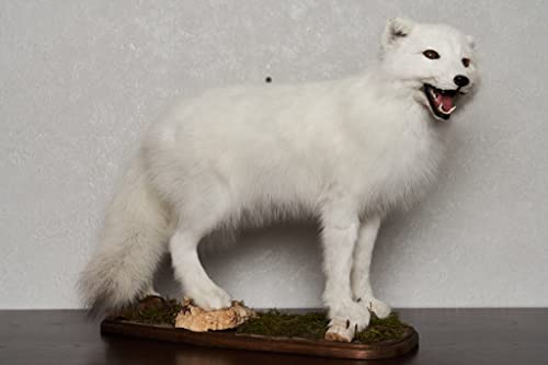 Generic Arctic Fox Taxidermy Mount Lifelike White Fox Decor