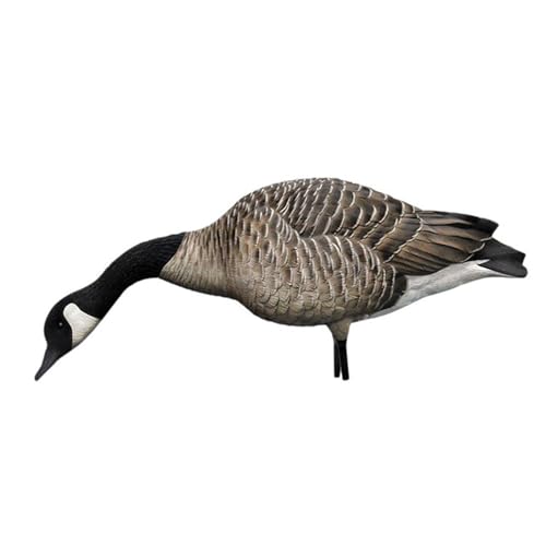 Avian-X AXP Honkers Full Body Canada Goose Decoys Pack - 4 Feeders & 2 Walkers, Flocked Heads, Ultra Realistic Paint Brown/Gray/White