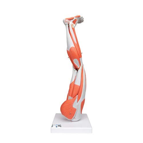 3B Scientific Muscular Leg Model 9-Part 3B Smart Anatomy