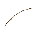 Misson Grape Vine Cutting Merlot Clone 1 (1000)