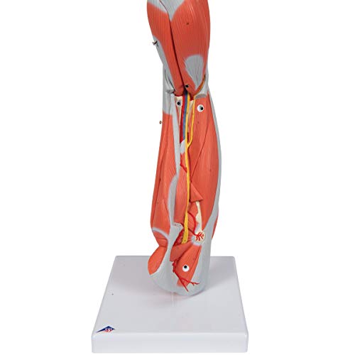 3B Scientific Muscular Leg Model 9-Part 3B Smart Anatomy