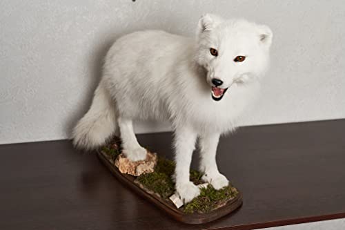 Generic Arctic Fox Taxidermy Mount Lifelike White Fox Decor