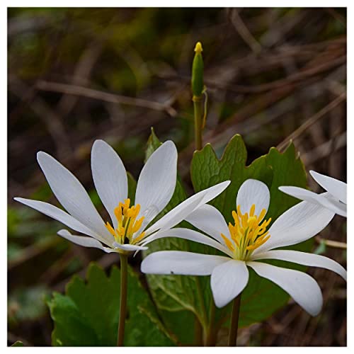 Everwilde Farms 1/4 Lb Bloodroot Native Wildflower Seeds Gold Vault