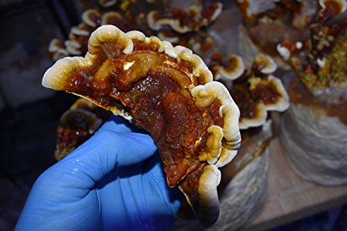 MushroomMediaOnline Unicorn Bag XLS-A for Mushroom Growers 1000 Count Clear