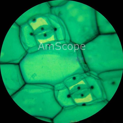 AmScope Digital Inverted Trinocular Microscope 40x-640x White