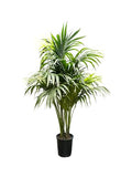 Simply Trees Kentia Palm Indoor House Plant 6-7 Feet Green