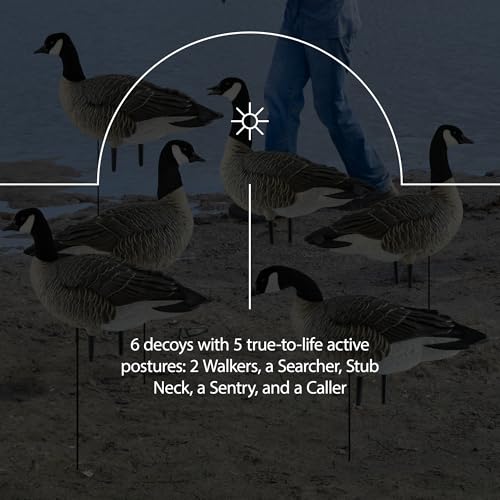 Avian-X AXP Honkers Fusion Pack Lesser Canada Goose Decoys 2 Pack