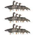 Avian-X AXP Specklebelly Decoy Fusion Pack 18 Pack