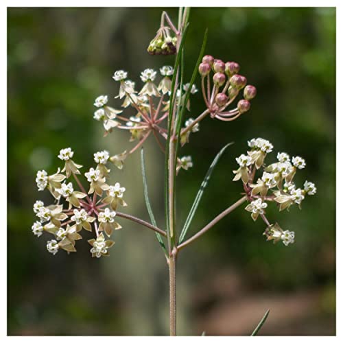 Everwilde Farms 1 Lb Whorled Milkweed Native Wildflower Seeds Gold Vault