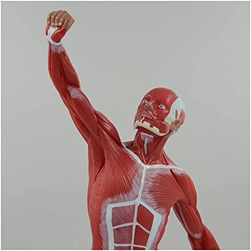 DACUDA 20" Human Muscle Anatomy Model