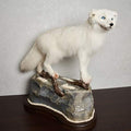 Generic Arctic Fox Taxidermy Mount Lifesize White