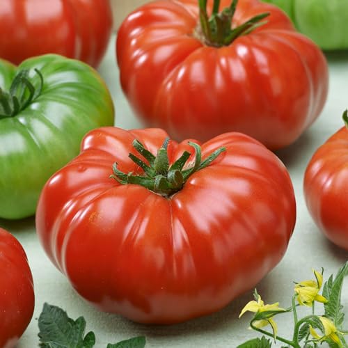Mountain Valley Seed Company Costoluto Genovese Tomato Seeds Non-GMO 5 Lb Bulk