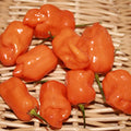 Sustainable Seed Company Organic Orange Habanero Hot Pepper Seeds 1 Lb Non-GMO Heirloom