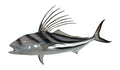 Mount This Fish Company 43" Roosterfish Wall Mount Trophy 43" Two Sided
