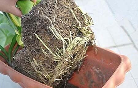 Soil Vigor Plant Survival Solution Without Water (45 Pounds) White