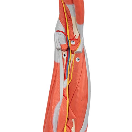 3B Scientific Muscular Leg Model 9-Part 3B Smart Anatomy