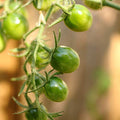 Mountain Valley Seed Company Tomato Seeds Green Grape 1 Lb Non-GMO Heirloom