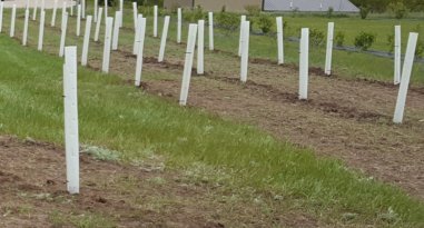 Non Typical Food Plots 60" Miracle Tree Tube (100)