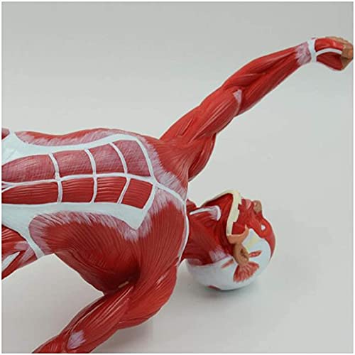 DACUDA 20" Human Muscle Anatomy Model