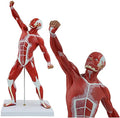 DACUDA 20" Human Muscle Anatomy Model