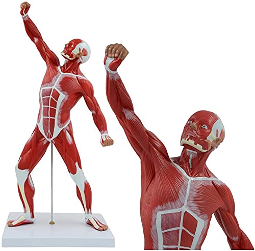 DACUDA 20" Human Muscle Anatomy Model