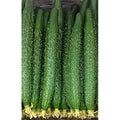Kitazawa Seed Company China Long Cucumber Seeds F1 Hybrid Non-GMO 1 Lb