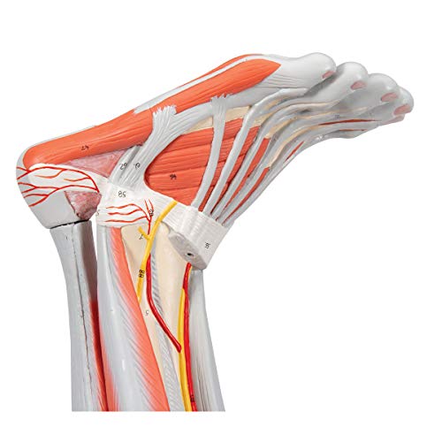 3B Scientific Muscular Leg Model 9-Part 3B Smart Anatomy