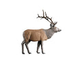Rinehart Targets 225 Standing Elk Self Healing Archery Target Multicolor