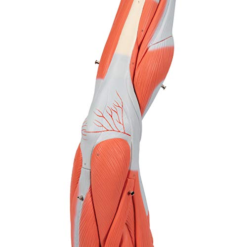 3B Scientific Muscular Leg Model 9-Part 3B Smart Anatomy