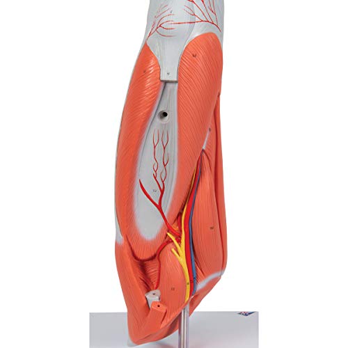 3B Scientific Muscular Leg Model 9-Part 3B Smart Anatomy