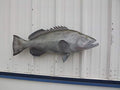 Mount This Fish Company 38" Gag Grouper Wall Mount Fish Replica Trophy Natural