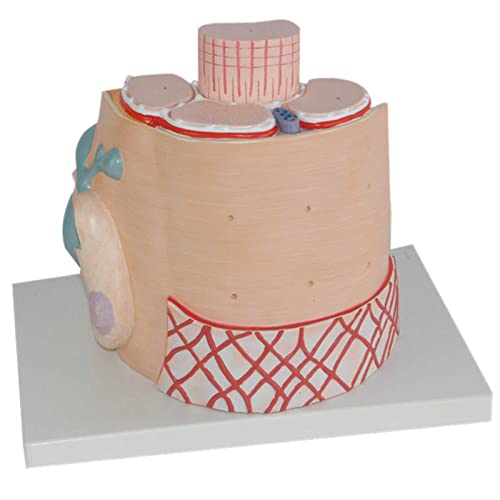 DACUDA Anatomy Model Skeletal Muscle Fiber Microanatomic (A)