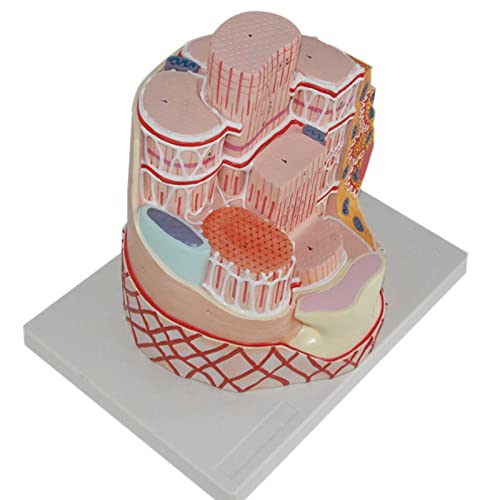 DACUDA Anatomy Model Skeletal Muscle Fiber Microanatomic (A)