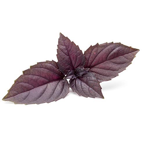 Mountain Valley Seed Company Organic Basil Herb Garden Seeds Red Rubin 5 Lb Bulk Non-GMO