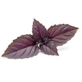 Mountain Valley Seed Company Organic Basil Herb Garden Seeds Red Rubin 5 Lb Bulk Non-GMO