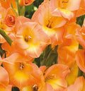 Seeds*Bulbs*Plants*&More Extra Large Flowering Gladiolus Peach Melba Plant Peach
