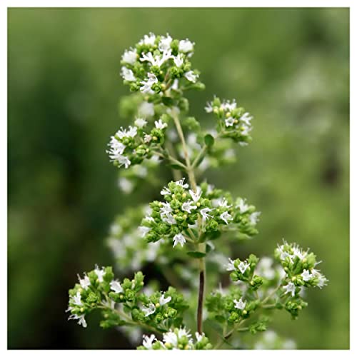 Everwilde Farms Organic Greek Oregano Herb Seeds - 1 Lb Gold Vault Packet