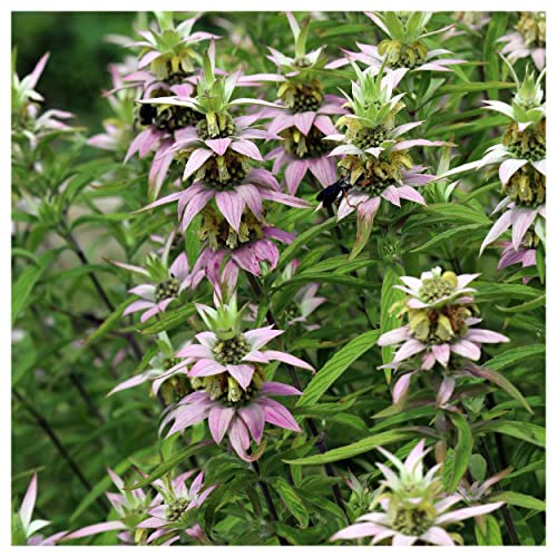 Everwilde Farms 1 Lb Spotted Bee Balm Native Wildflower Seeds Gold Vault