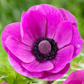 Votaniki Anemone De Caen Sylphide Bulbs - Pink Perennial Flowers (500 Pack)