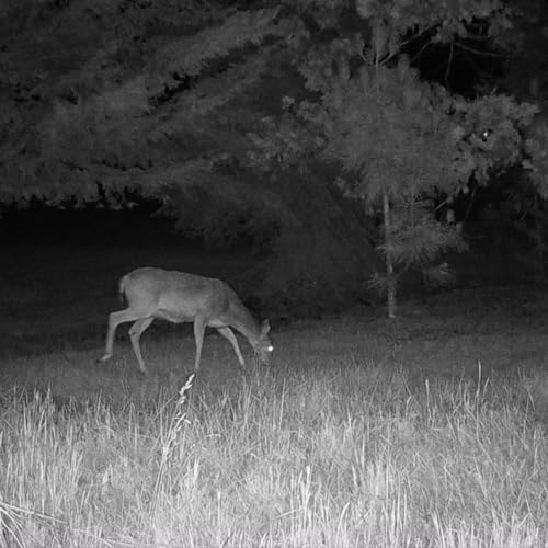 Cuddeback CuddeLink Wireless Trail Camera System 4-Pack with 3rd Gen Sensor and Accessories