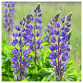 Everwilde Farms 1 Lb Wild Lupine Native Wildflower Seeds Gold Vault